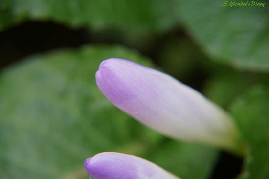 DSC09855_01.jpg