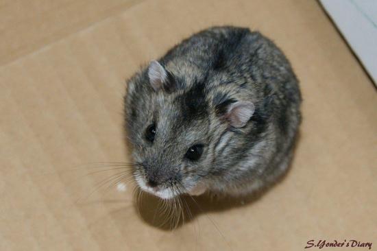 DSC01514yn.jpg