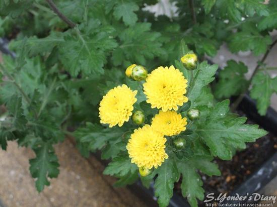 DSCF6631.jpg