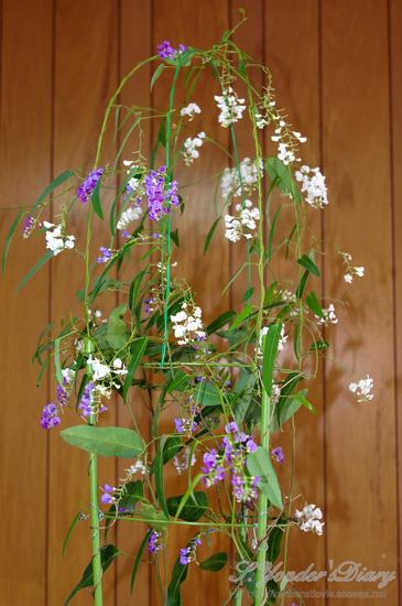 IMGP1412.jpg