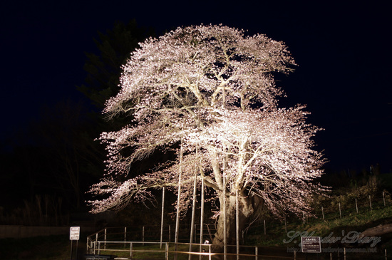 IMGP9140-1.jpg